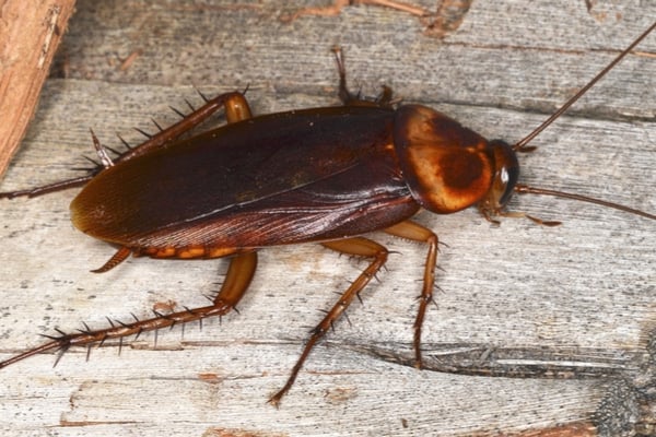 American Cockroach