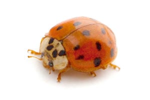 asian lady beetles