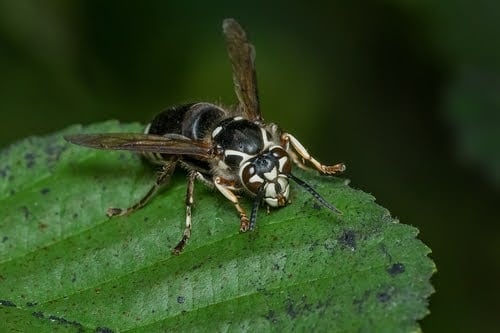 Bald Faced Hornets