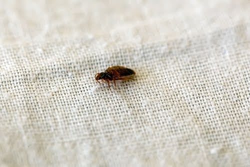 Bed Bug On Linen