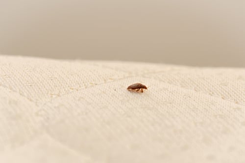 Bedbug1