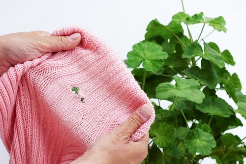 Black Carpet Beetle Damage Shirt