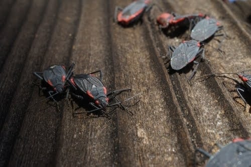 Box Elder Bug Infestation