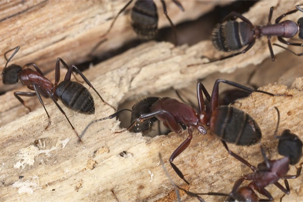 Carpenter Ants