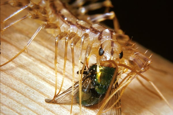 centipede eating a bug on top of a wooden countertop