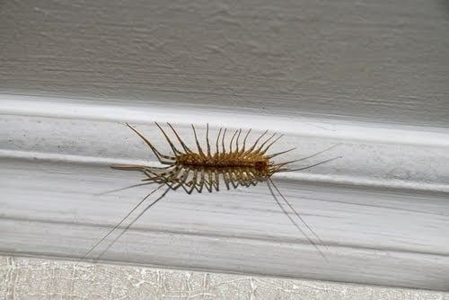 Centipeed On Baseboard