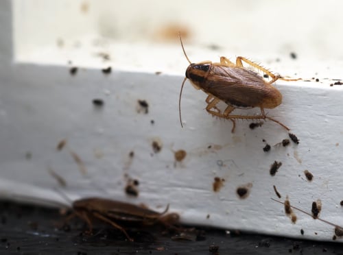 Cockroach Droppings