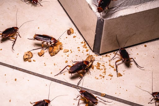 Cockroach Infestation In Home