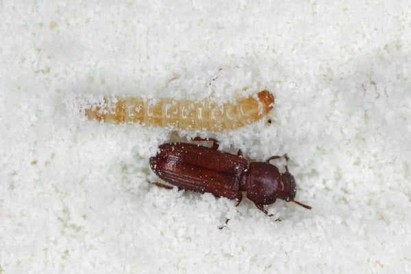 Confused Flour Beetle