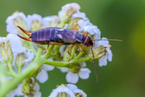 What do earwigs want?