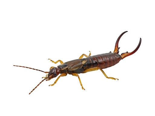 Earwigs