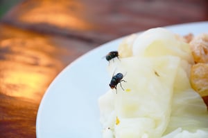 Restrict access to food indoors