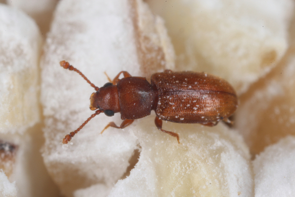 Foreign Grain Beetle