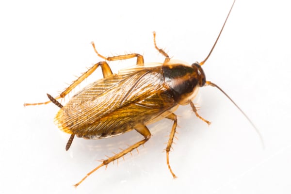 German Cockroach