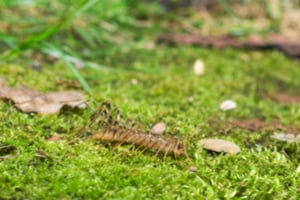 centipedes in rain