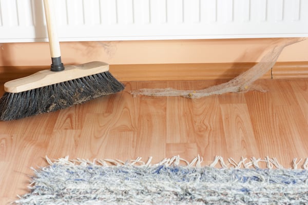 Spider web low on home's wall, in room with hardwood floor and rug.