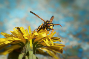 What are wasps doing?