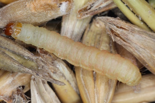 Indian Meal Moth Larvae