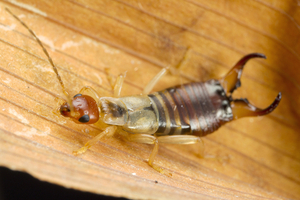 what do earwigs want?