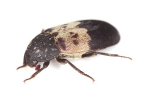 larder beetle