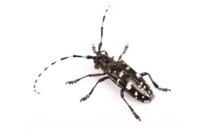 longhorned beetles