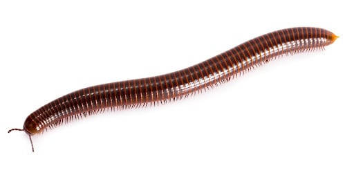 Millipedes