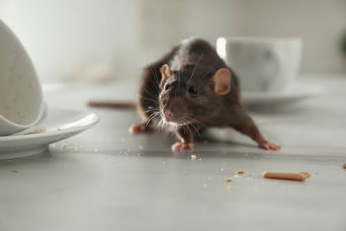 Mouse In Kitchen With Dirty Plates Min