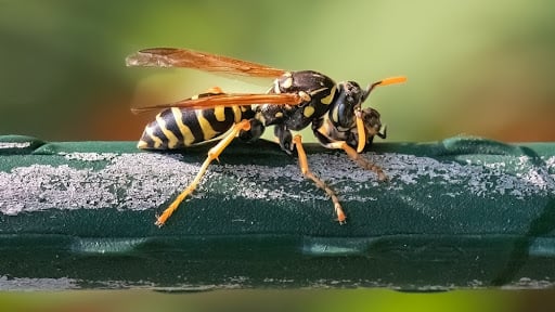 Paper Wasps