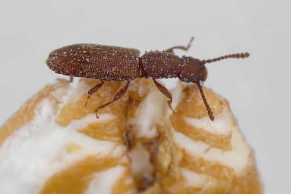 Sawtoothed Grain Beetle Control