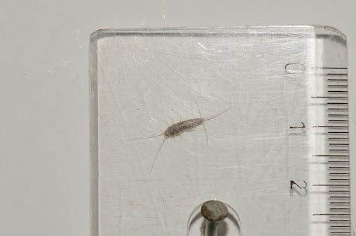 Silverfish Size Reference Ruler