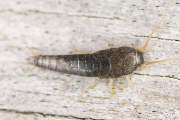 Silverfish