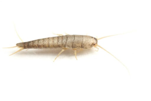 Silverfish