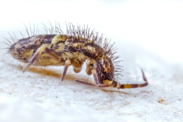 Springtails