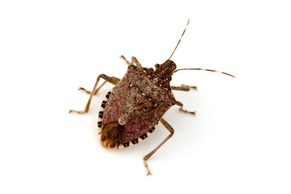 Stink Bug Close Up