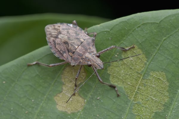 stink bug on a leaf