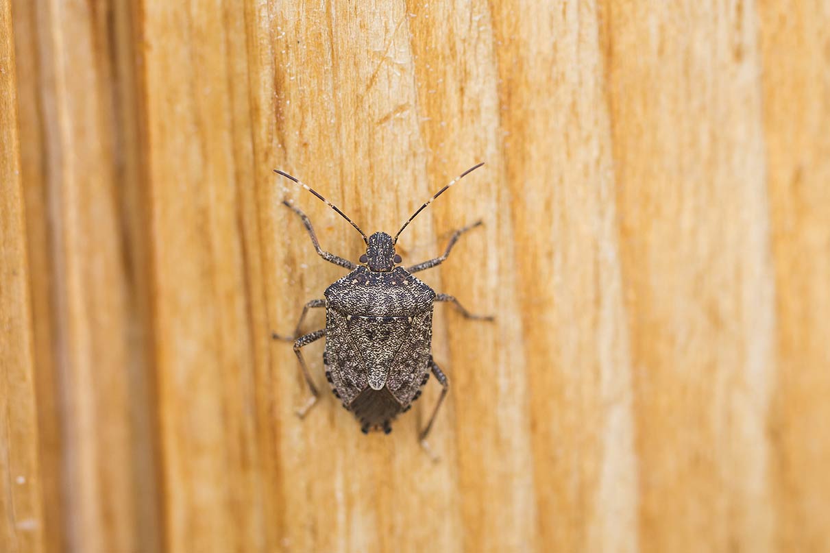 Stink Bug On Floor