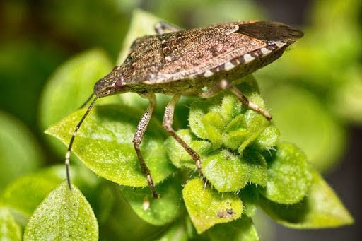 Stink Bug