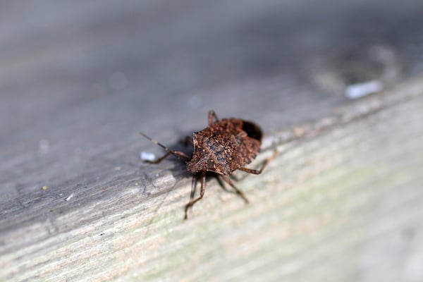 stink bug on the ledge