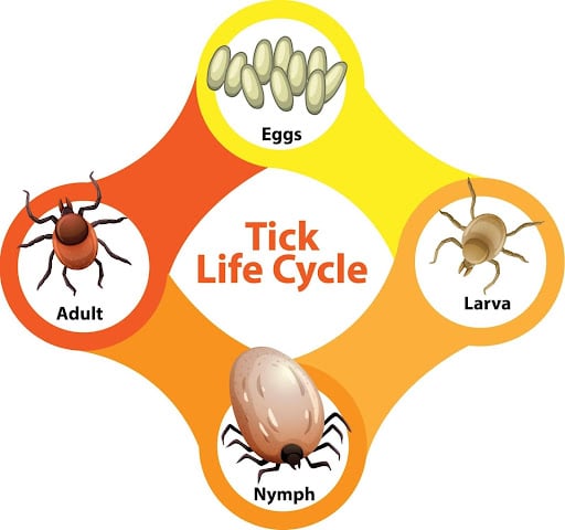 Tick Life Cycle