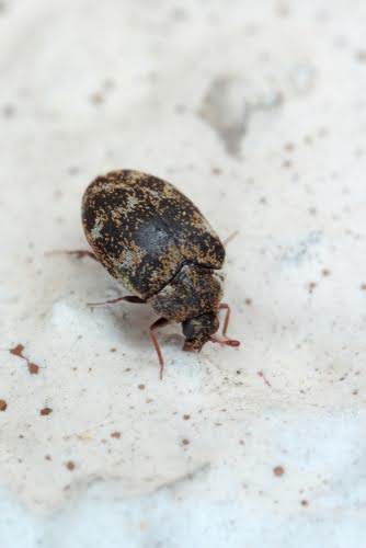 varied-carpet-beetle-close-up