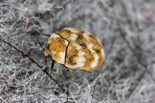 varied-carpet-beetle-nesting