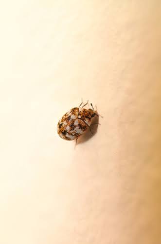 varied-carpet-beetle-on-wall