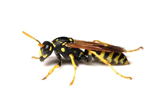 Wasp