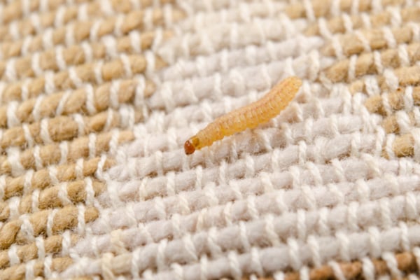 Webbing Clothes Moth Larvae