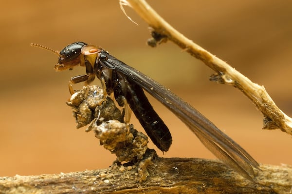 winged termite