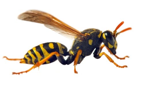 Yellowjackets