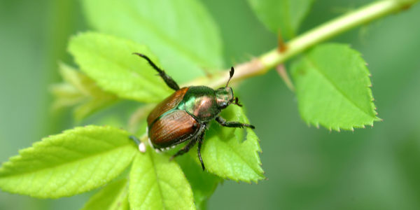 beetle identification