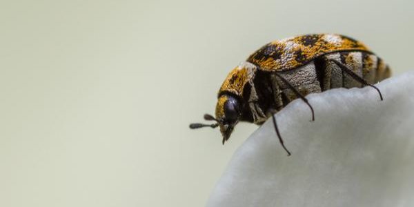 carpet beetle identification