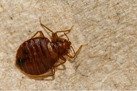 Bed Bug Identification