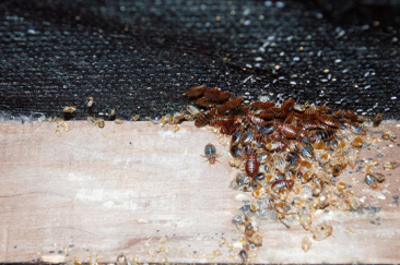 Bed Bug Infestation